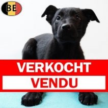 Duitse Herder X Labrador 191025 M(BE6855) 261225 Verkocht - Vendu.jpg