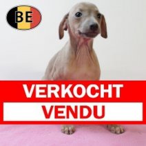 Italiaanse Windhond 250825 M (BE4463) 241025 Verkocht - Vendu.jpg