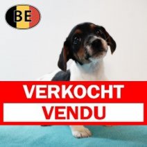 Jack Russell 15102025 M (BE0175) 17122025 Verkocht - Vendu.jpg