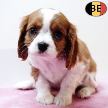 Cavalier King Charles 041125 F(BE2798) 070126.jpg