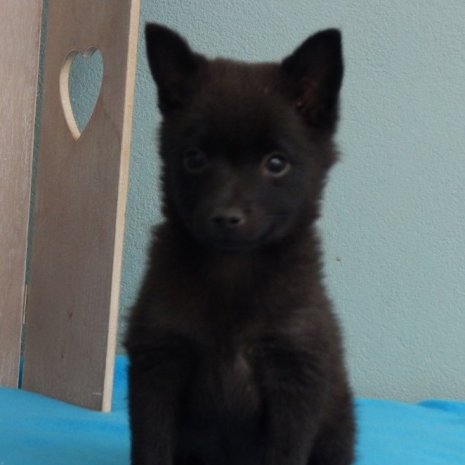 pizza Gewoon slim Schipperke pups te koop - Uw dierenwinkel in Zellik Brussel