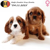 Nestje Cavalier King Charles 041125 F(BE) 070126.jpg