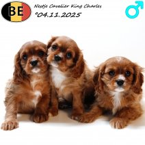 Nestje Cavalier King Charles 041125 M(BE) 070126.jpg