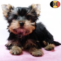 Yorkshire Terrier 251025 F(BE1891) 070126.jpg