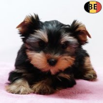 Yorkshire Terrier 251025 F(BE2801) 070126.jpg
