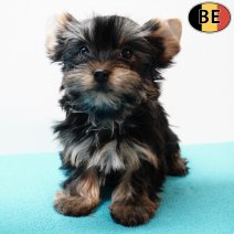 Yorkshire Terrier 251025 M(BE3907) 070126.jpg