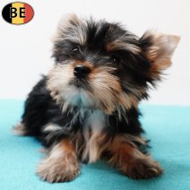 Yorkshire Terrier 251025 M(BE9547) 070126.jpg