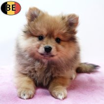 Keesje 061125 F(BE0142) 070126.jpg