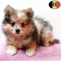 Keesje 061125 F(BE1379) 070126.jpg