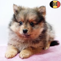 Keesje 061125 F(BE3536) 070126.jpg