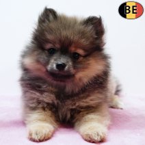 Keesje 061125 F(BE9939) 070126.jpg