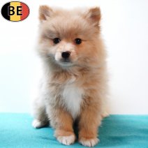 Keesje 061125 M(BE3086) 070126.jpg