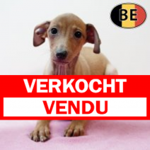 Italiaanse Windhond 151025 F (BE0112) 311225.verkocht-vendu.png