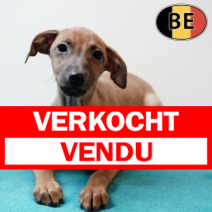 Italiaanse Windhond 151025 M (BE0013) 311225.verkocht-vendu.png