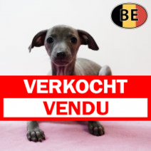 Italiaanse Windhond 171025 F (BE4993) 311225.verkocht-vendu.png