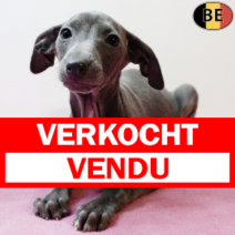 Italiaanse Windhond 171025 F(BE4254) 261225.verkocht-vendu.png