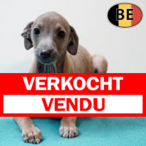Italiaanse Windhond 171025 M (BE5315) 311225.verkocht-vendu.png