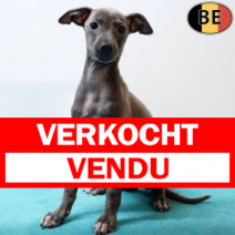 Italiaanse Windhond 181025 M(BE4566) 261225.verkocht-vendu.png