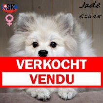 Keesje Jade 130625 F(SK2287) 261225 Verkocht - Vendu.jpg