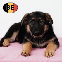 Duitse Herder 021125 F (BE1160) 090126.JPG