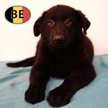 Duitse Herder 021125 M (BE6832) 090126.JPG