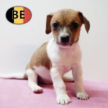 Jack Russell 141125 F (BE1228) 090126.JPG