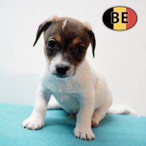Jack Russell 141125 M (BE1145) 090126.JPG