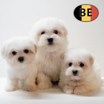 Maltezer 011125 (B) 090126.JPG