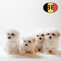 Maltezer 011125 F (B).JPG