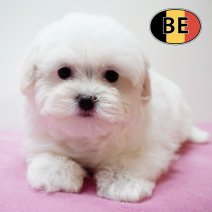 Maltezer 011125 F (BE0777) 090126.JPG