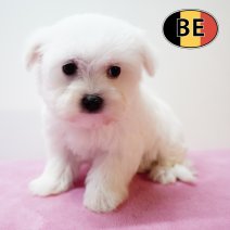 Maltezer 011125 F (BE1259) 090126.JPG