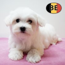 Maltezer 011125 F (BE9737) 090126.JPG