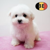 Maltezer 011125 F (BE9790) 090126.JPG