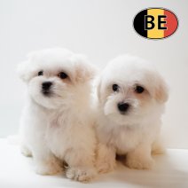 Maltezer 011125 M (B) 090126.JPG