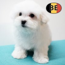 Maltezer 011125 M (BE0061) 090126.JPG