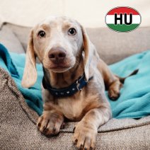 Teckel 280825 M(HU8530) 090126.JPG