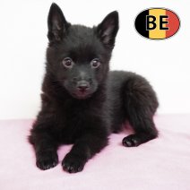 Schipperke 011125 F (BE1093) 090126.JPG