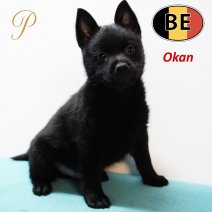 Schipperke 161125 Okan (BE1239) 090126.JPG