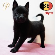 Schipperke 161125 Olyra (BE1243) 090126.JPG