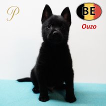 Schipperke 161125 Ouzo (BE1237) 090126.JPG