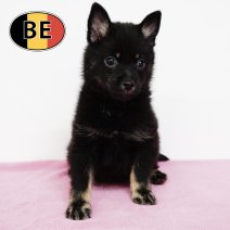 Schipperke 311025 F (BE1010) 090126.JPG