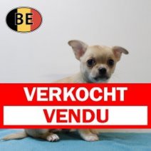Chihuahua 141025 M (BE1032) 101225 Verkocht - Vendu.jpg
