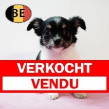 Chihuahua 291025 F (BE8933) 311225 Verkocht - Vendu.jpg