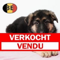 Duitse Herder 021125 F (BE6679) 090126 Verkocht - Vendu.jpg