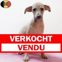 Italiaanse Windhond 130925 F(BE3163) 211125 Verkocht - Vendu.jpg