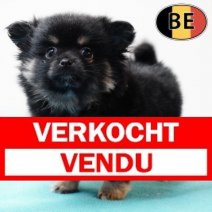 Keesje 281025 M (BE9279) 311225 Verkocht - Vendu.jpg