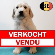 Labradoodle M 150925 (BE1009) 051225 Verkocht - Vendu.jpg