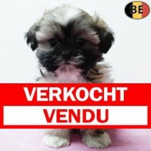 Shih Tzu 290925 F(BE1035) 031225 Verkocht - Vendu.jpg