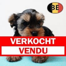 Yorkshire 22102025 M (BE6147) 17122025 Verkocht - Vendu.jpg