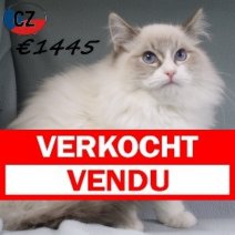 Ragdoll 090725 M(CZ1657) 251125 Verkocht - Vendu.jpg